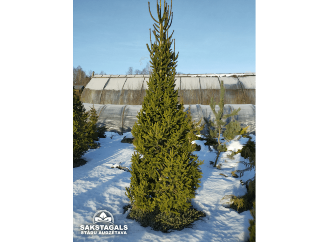 Picea abies   'Cupressina'
